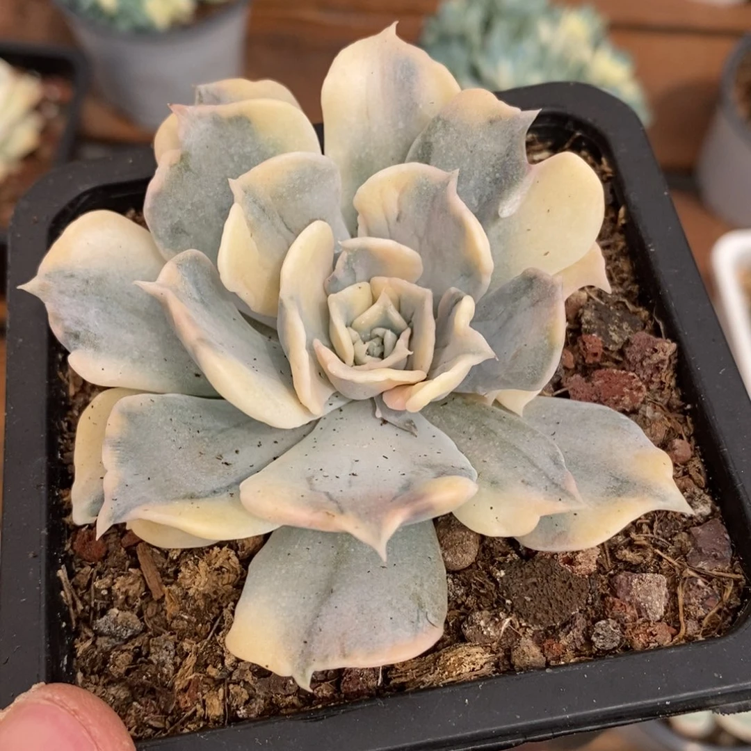 狗***!丽娜莲多肉植物