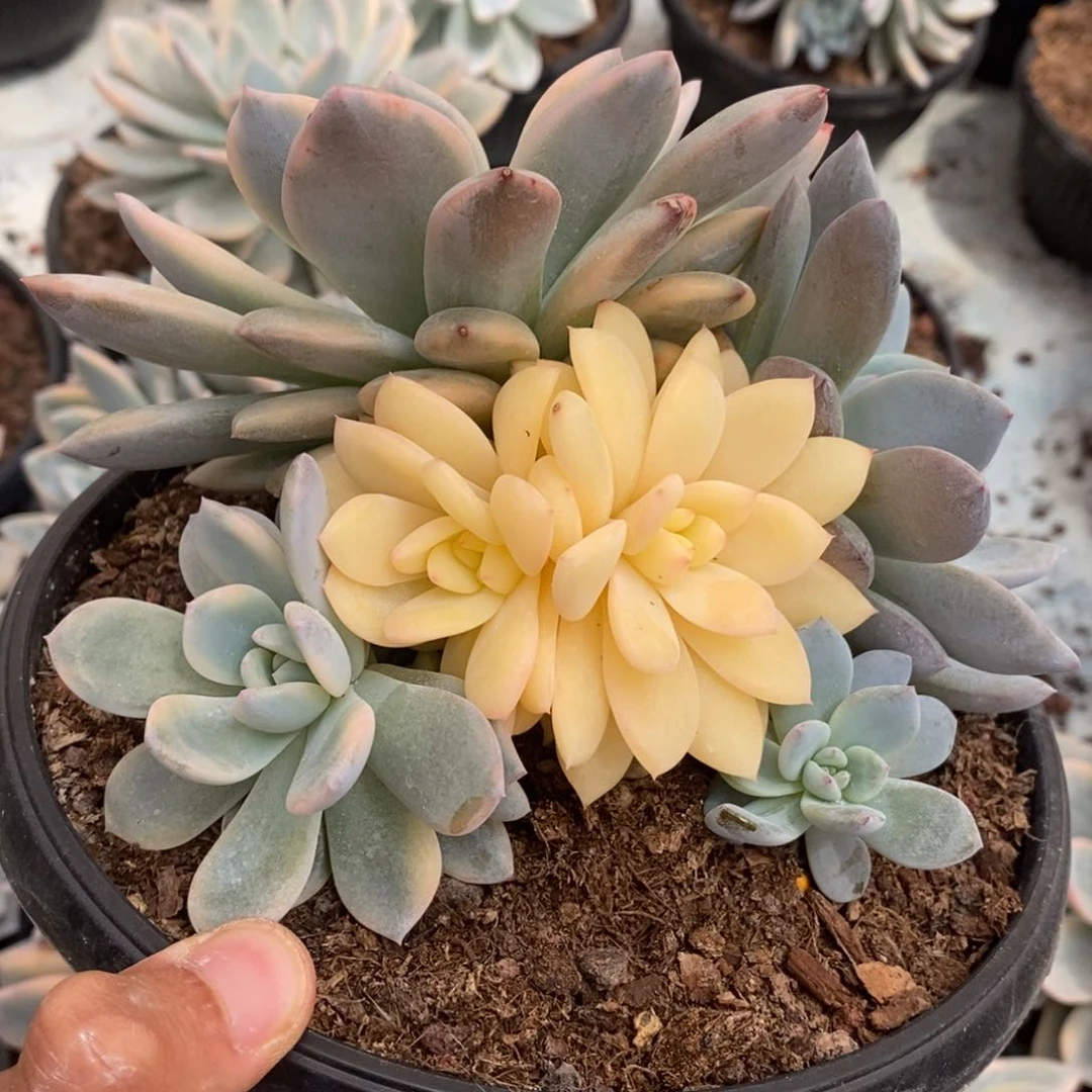 穿****姨梦露锦多肉植物