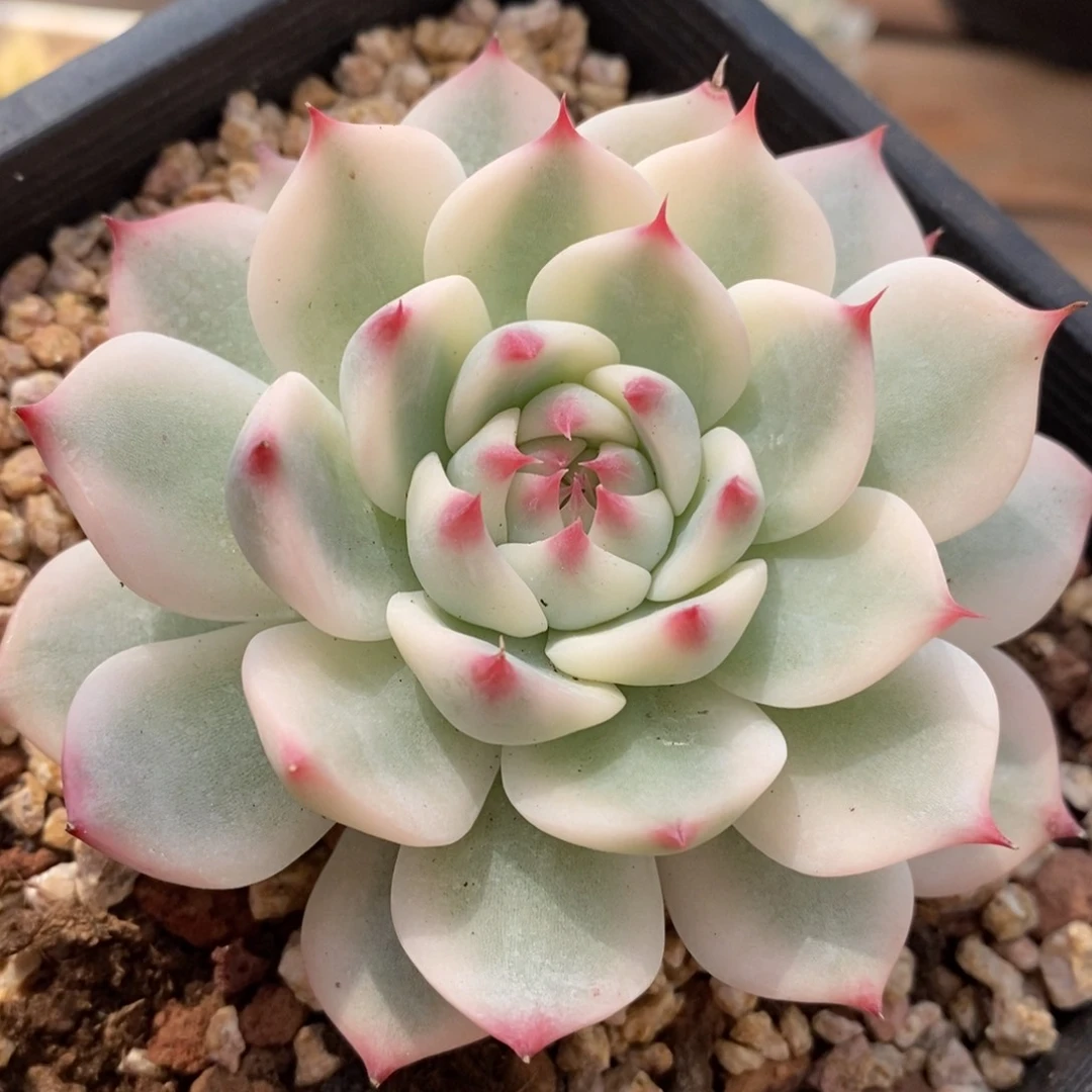 哈***3吉娃娃锦多肉植物