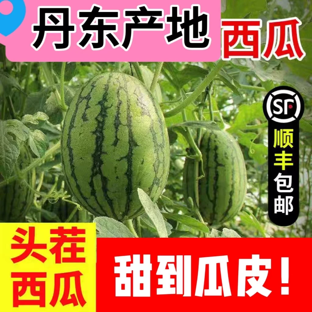 顺丰包邮丹东本地小西瓜手撕薄皮甜爽吊瓜新鲜水果手剥拨袖珍西瓜