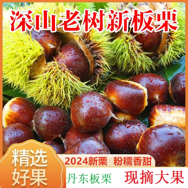 2024丹东板栗高山树新鲜香甜营养饱满产品香甜粉糯精选食用包邮