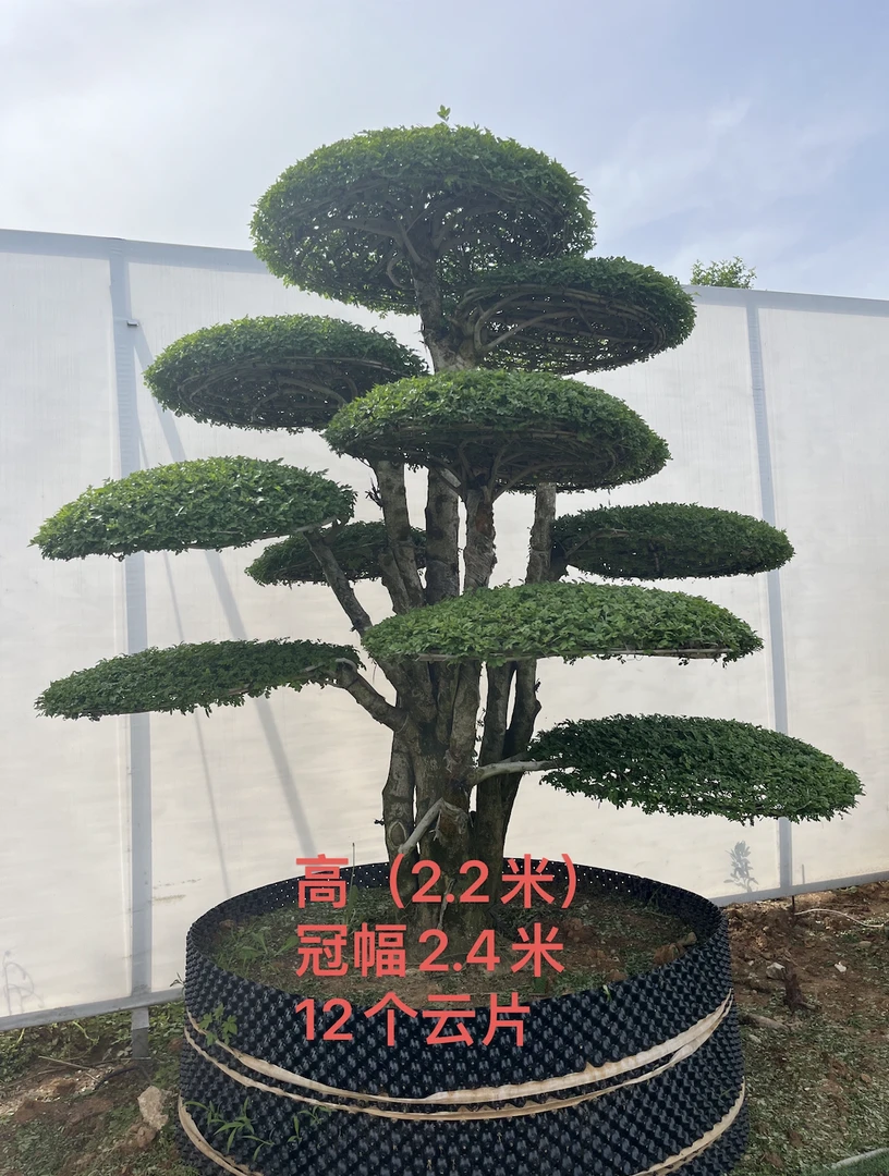 对节白蜡原产地湖北京山造型退换庭院景观树以直播间为准