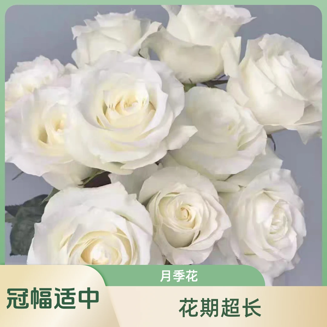 骄傲白巧克力精品一加仑月季原盆原土发货花期超长包邮