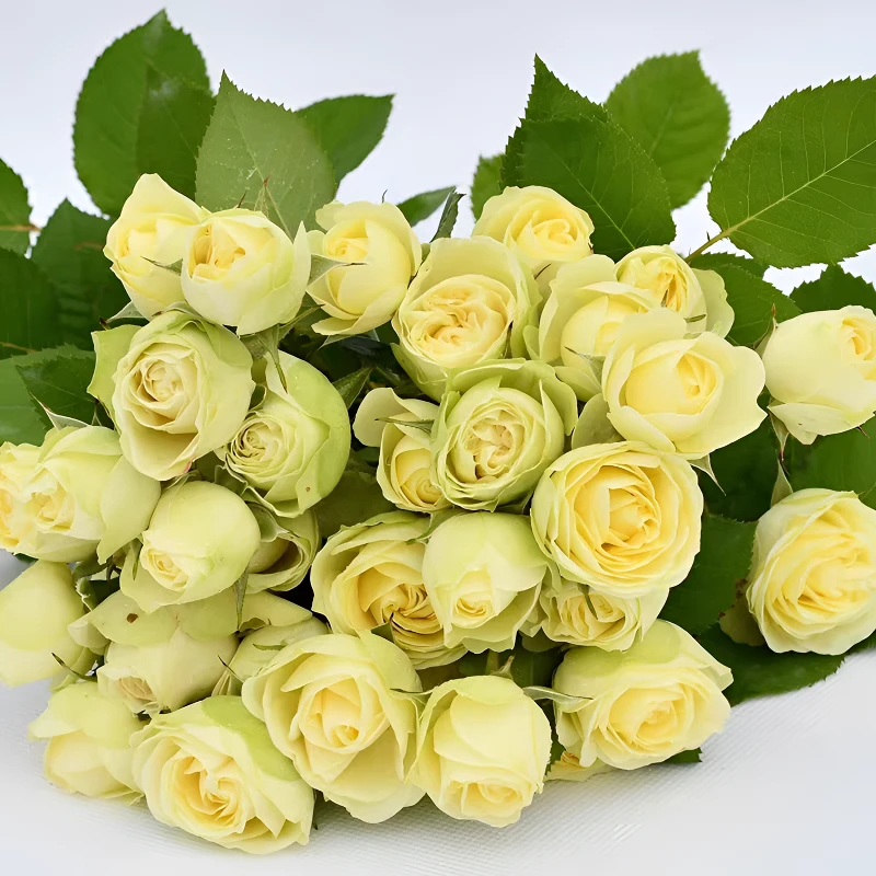 奶油龙沙一加仑月季花苗盆栽原盆原土发货包邮