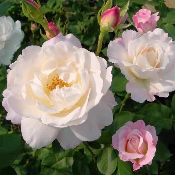 河本天宫公主一加仑淡香月季原盆原土发货包邮