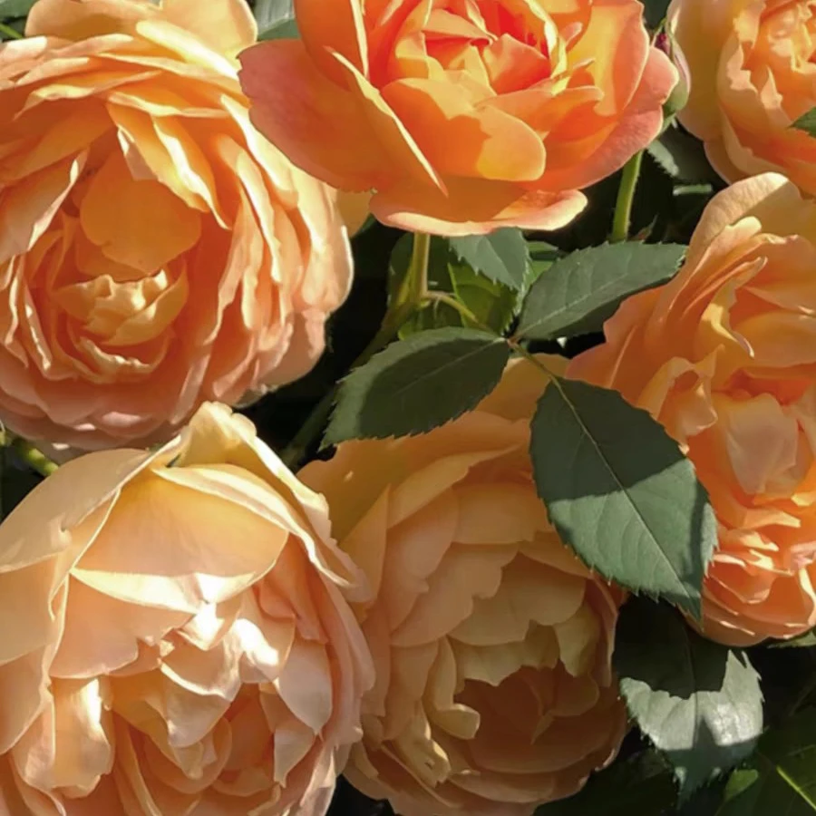 夏洛特夫人藤本浓香月季一加仑盆栽原盆原土发货包邮抗病耐热耐寒