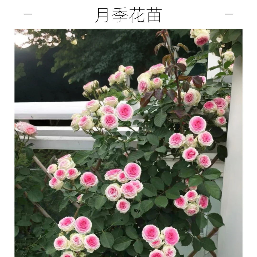 藤小伊藤本伊甸园月季花苗一加仑原盆原土发货扦插苗包邮