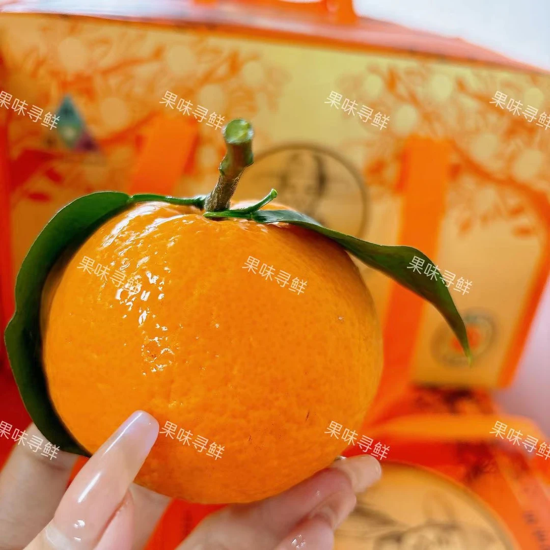 楼铁源 金柑 柑橘  净重9~10斤  浓郁甜蜜记忆里的夏日柑橘香气