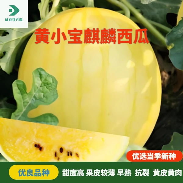 黄皮黄瓤西瓜种子黄瓤西瓜籽四季种庭院阳台小院种植新型水果种子