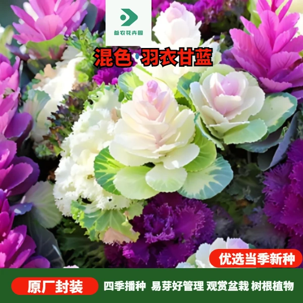 混色羽衣甘蓝种子耐寒耐热食用观赏四季阳台小院家庭播种种子花卉
