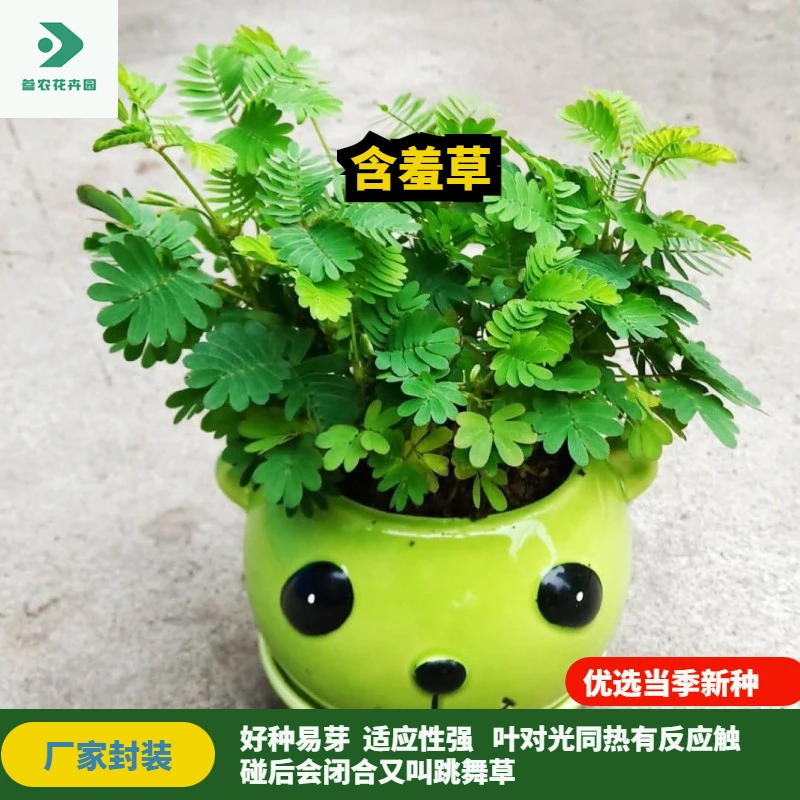 含羞草种子花种子羞羞草怕羞草四季种子盆栽阳台植物家庭种子花卉