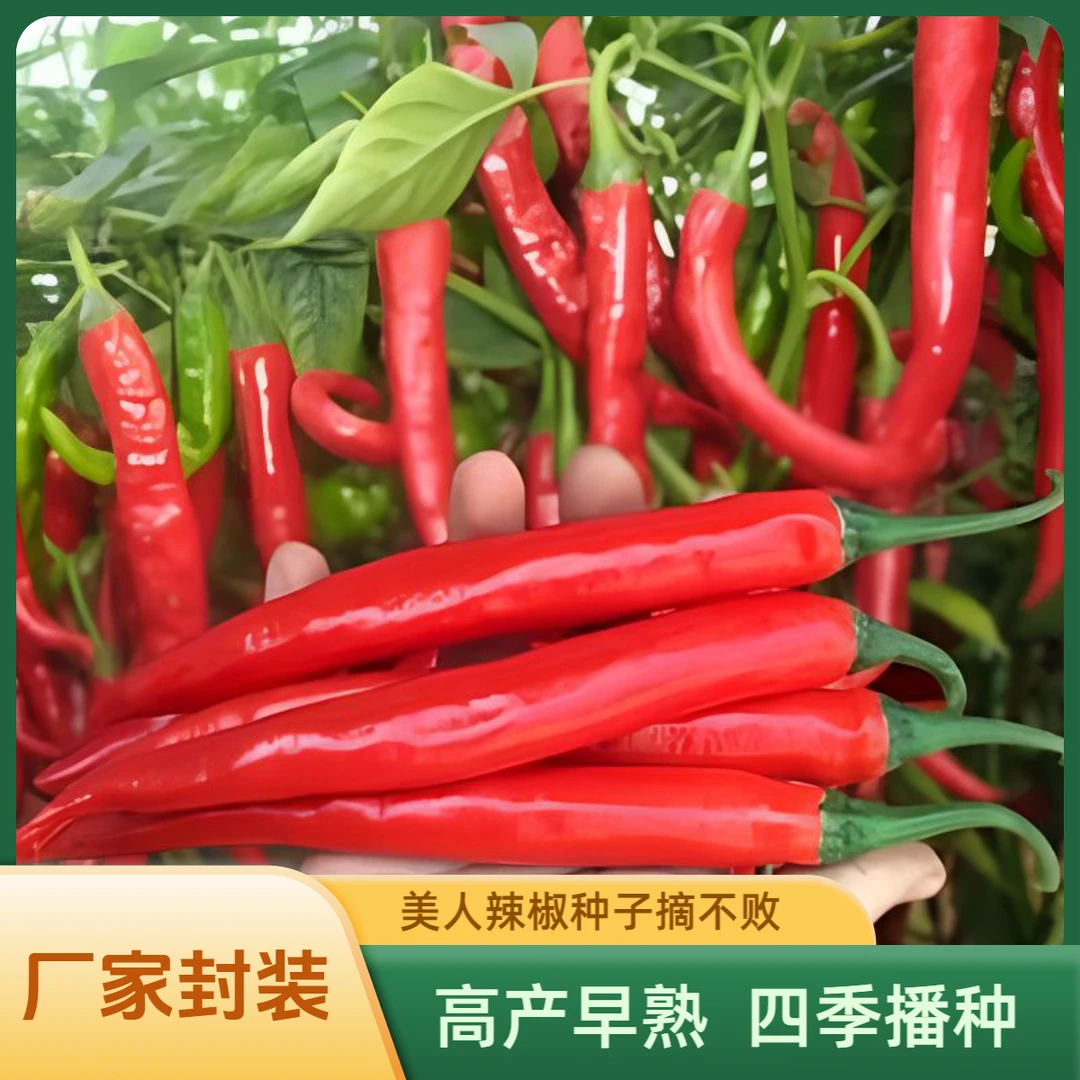美人椒种子摘不败高产香辣辣椒四季阳台庭院家庭种植播种辣椒种子