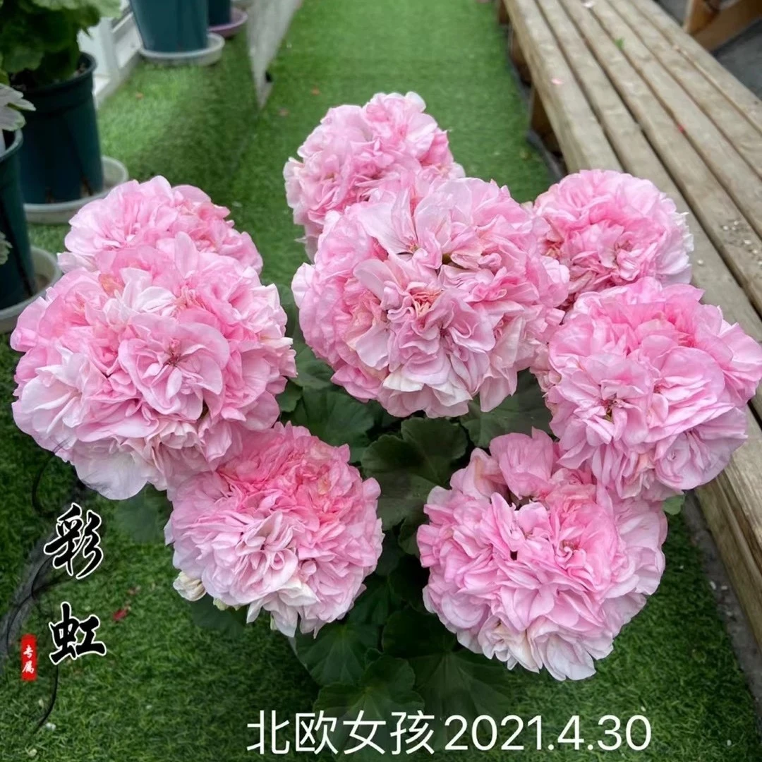 北欧女孩天竺葵花苗盆栽花卉植物直立天竺葵