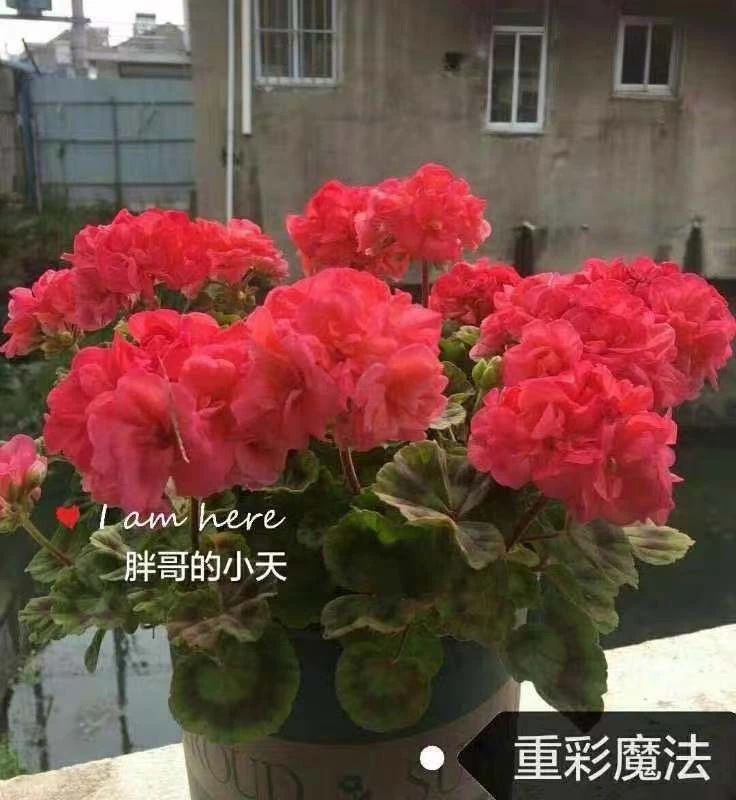 重彩魔法天竺葵花苗盆栽花卉植物直立天竺葵