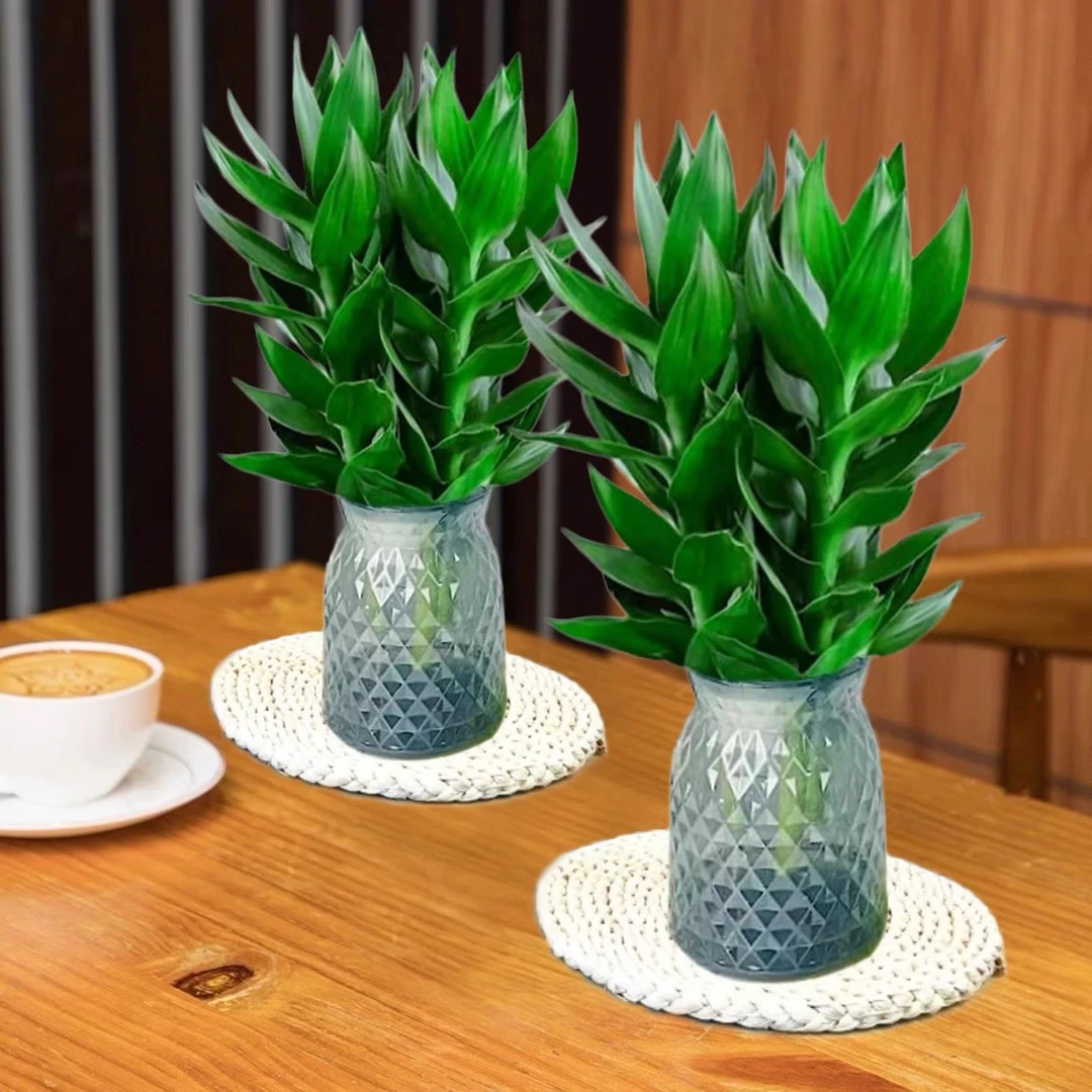 【买一送一】A种植富贵竹室内绿植清新办公桌植物客厅好养护发货