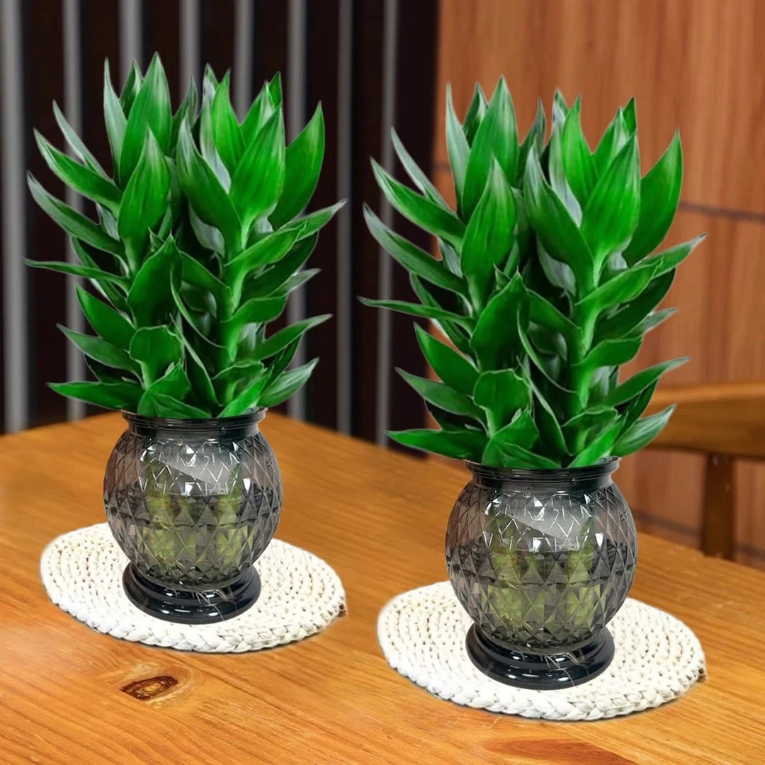 观音竹富贵竹水培植物室内绿植好养护易活绿植前台美观盆栽不带根