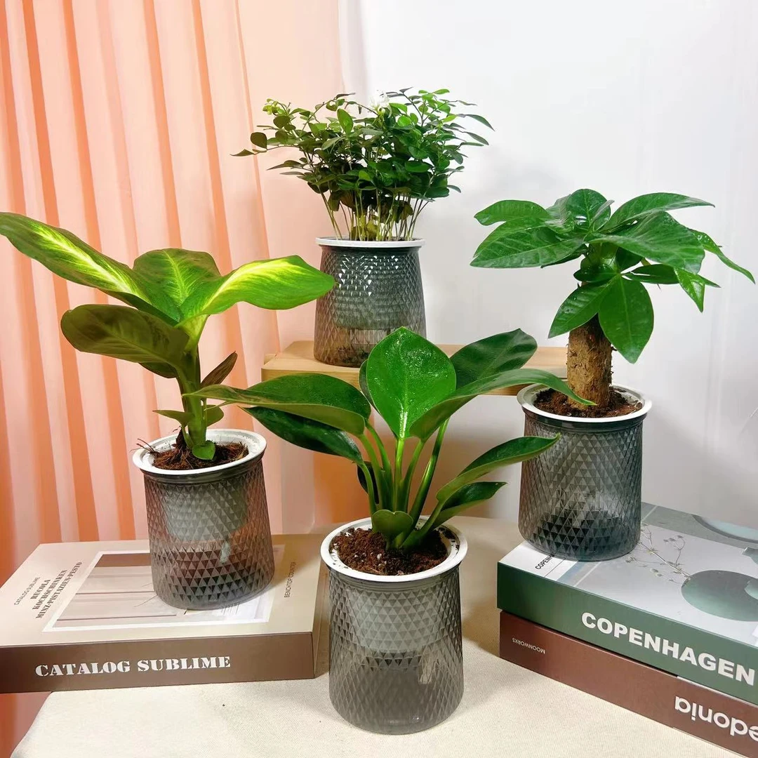 【拍一发四】玛丽安发财树九里香金钻水培植物室内绿植花飘香好养