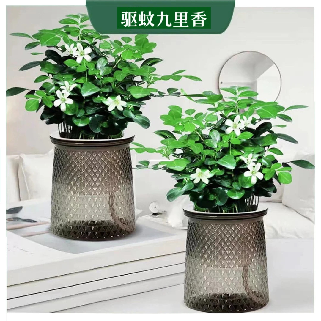 九里香盆栽室内室外绿植四季开花驱蚊阳台庭院净化春季白色绿植
