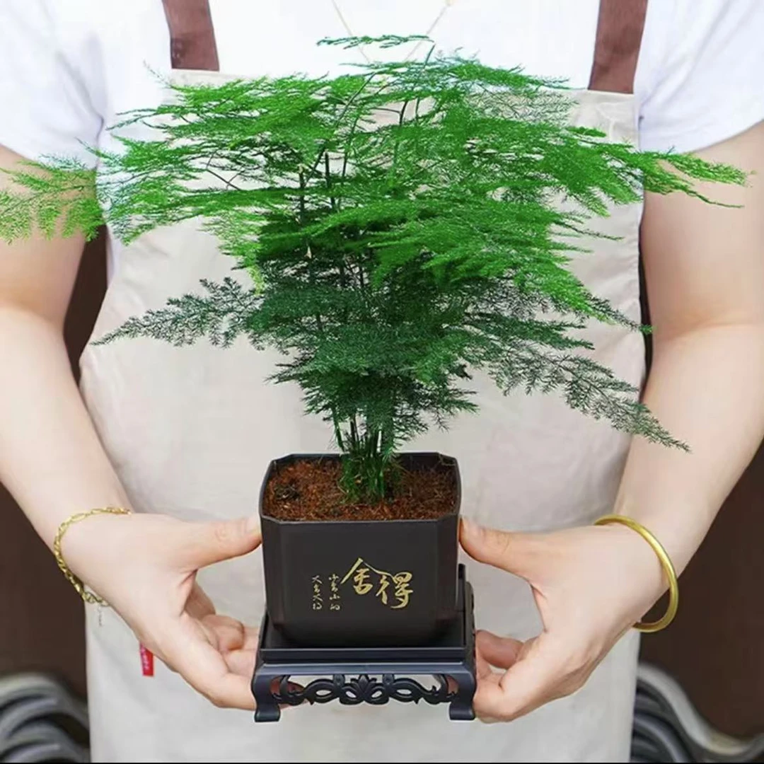 文竹盆栽盆景室内绿植好养护水培植物云竹盆景带盆花艺客厅文竹