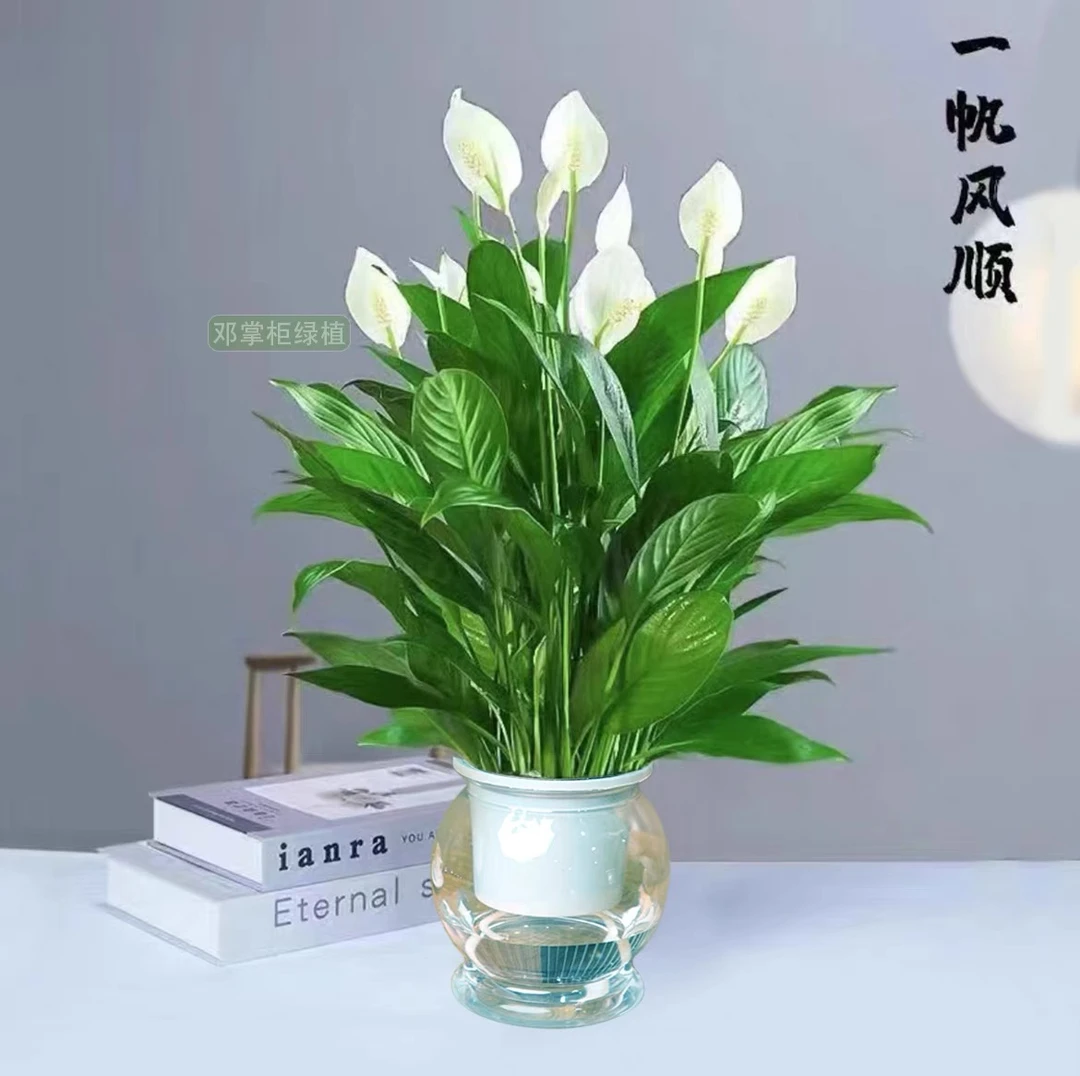 邓掌柜一帆风顺卉绿植物盆栽水培白掌室内客厅摆放耐寒冷净化空气