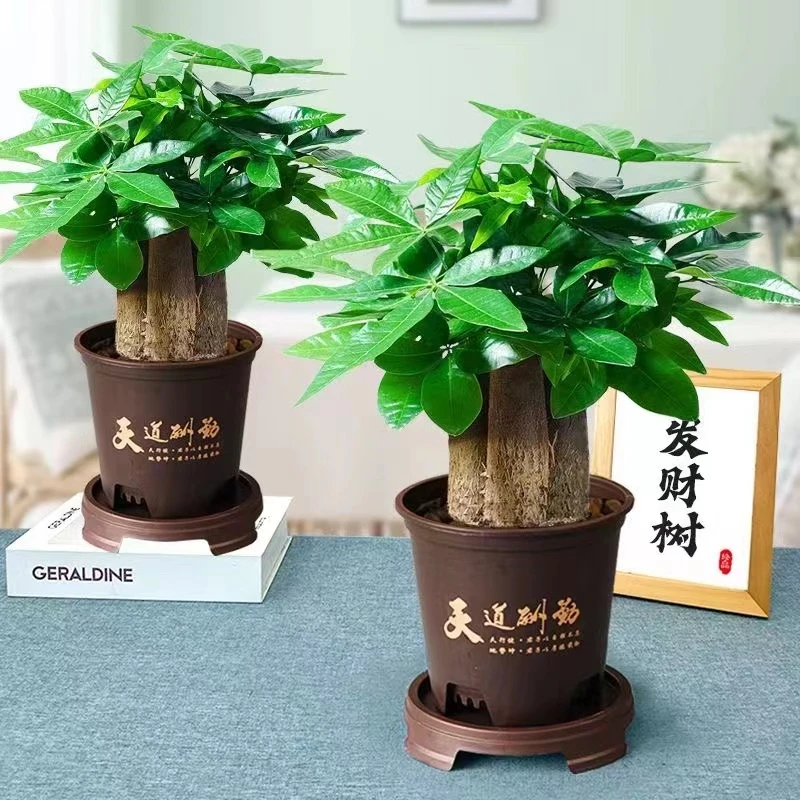【买一送一】A三杆发财树好养活盆栽室内绿植转运花卉幸运老桩卧室