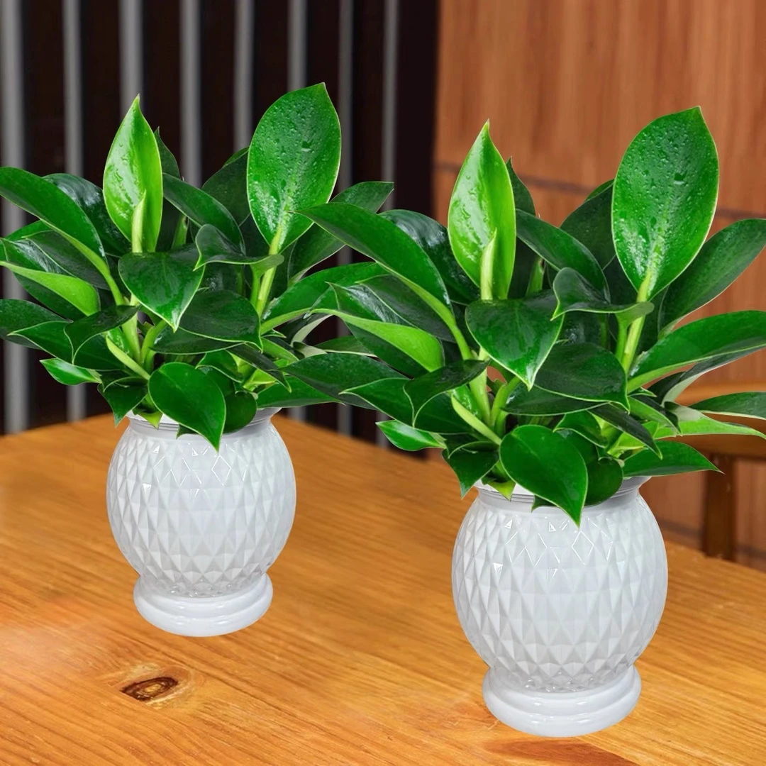 【拍一发二】金钻盆栽室内绿公主土培吸甲醛净化空气绿植常青好养