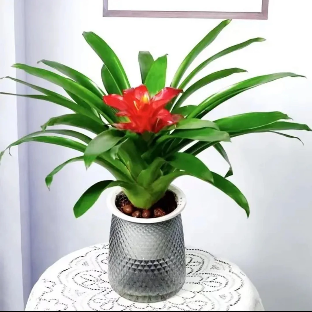 鸿运当头盆栽凤梨水培花卉鲜花绿花植物水养室