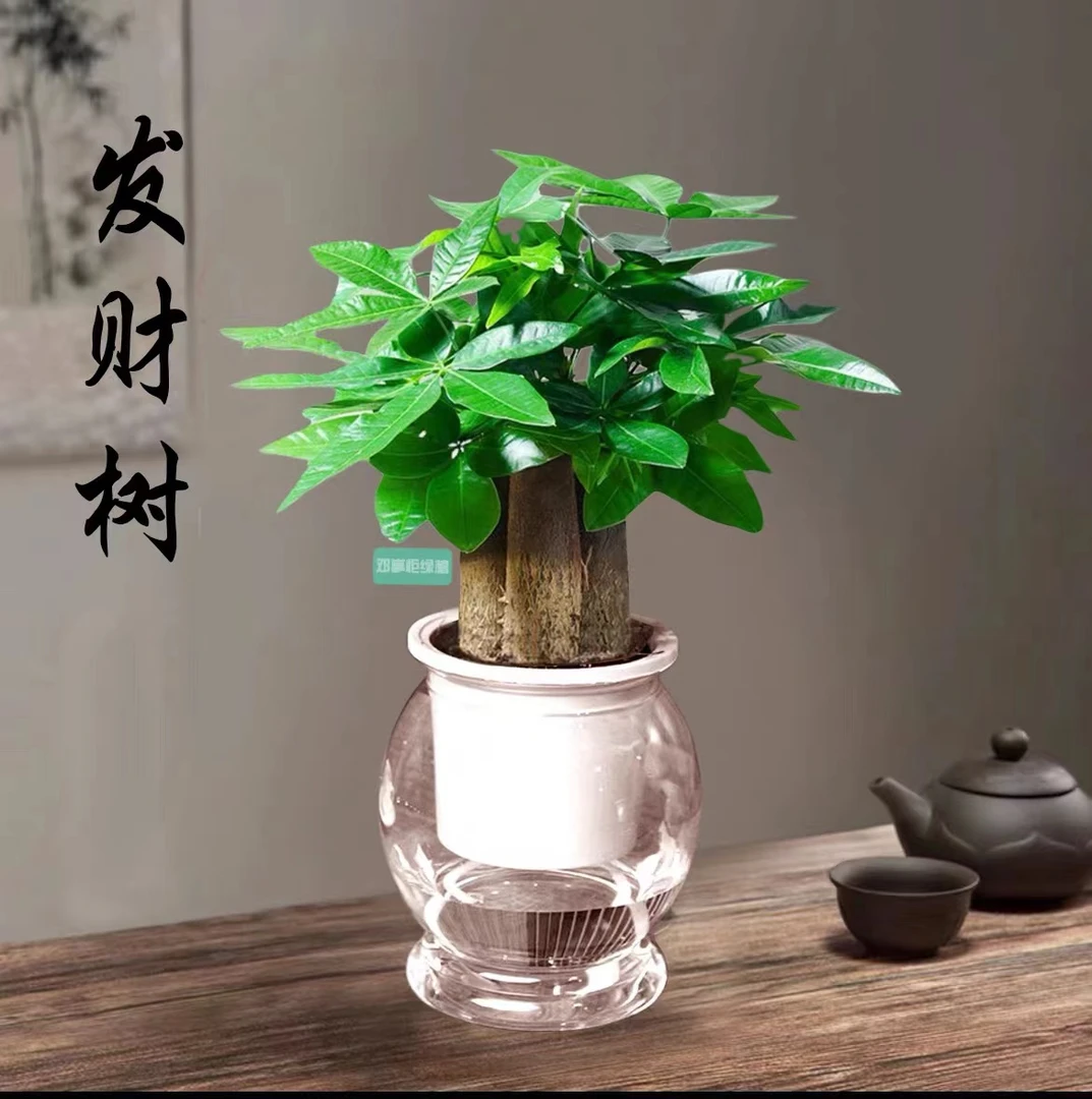 【三杆发财树】水培土培发财树盆栽室内绿植花卉幸运老桩卧室XX