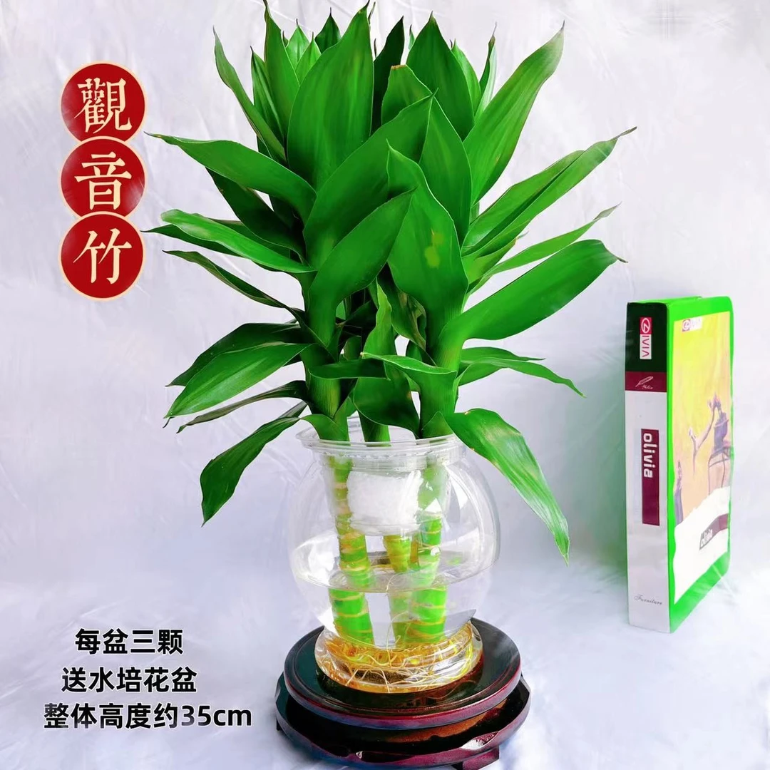 【新号宠粉】水培观音竹富贵竹室内室外养护好养活绿植植物绿色前台