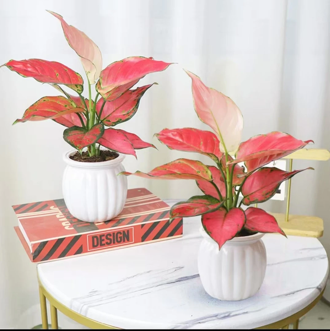 （买一送一）吉利红红颜花卉盆栽室内客厅办公好养带懒人盆红色H3