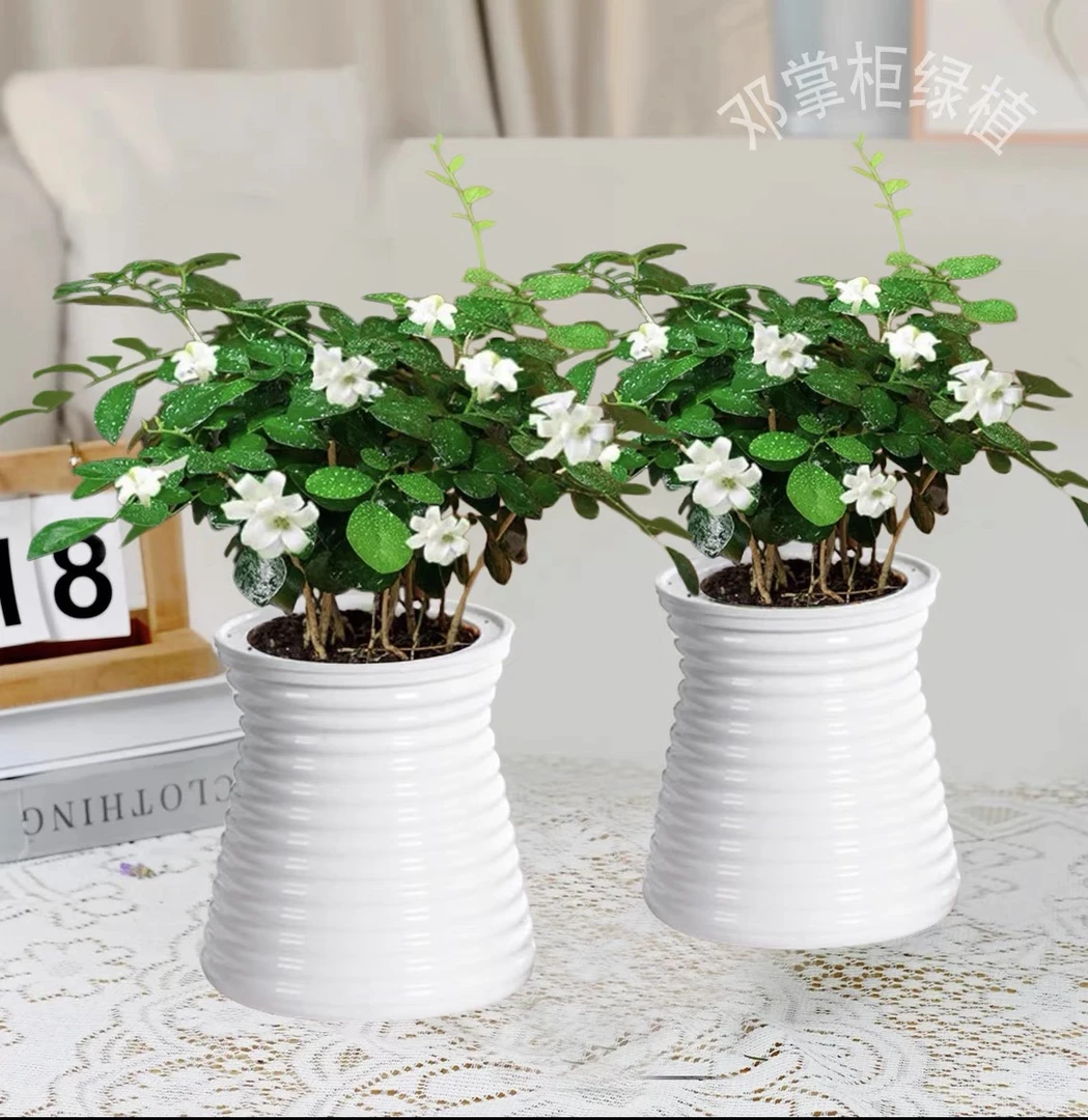 【买一送一】邓掌柜九里香驱蚊植物易活好养观叶绿植办公室开花飘香