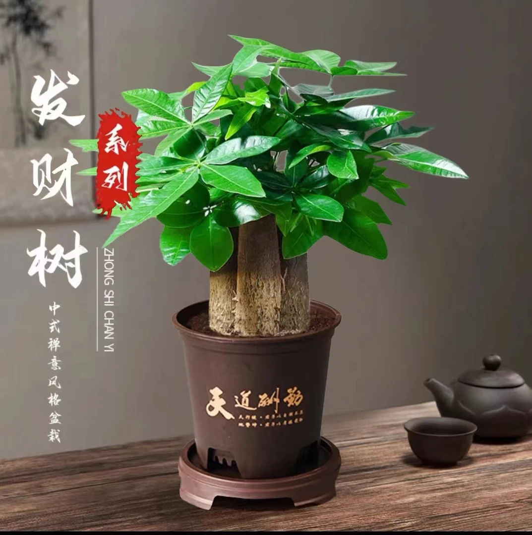 【三杆发财树】好养活发财树盆栽室内绿植转运花卉幸运老桩卧室H