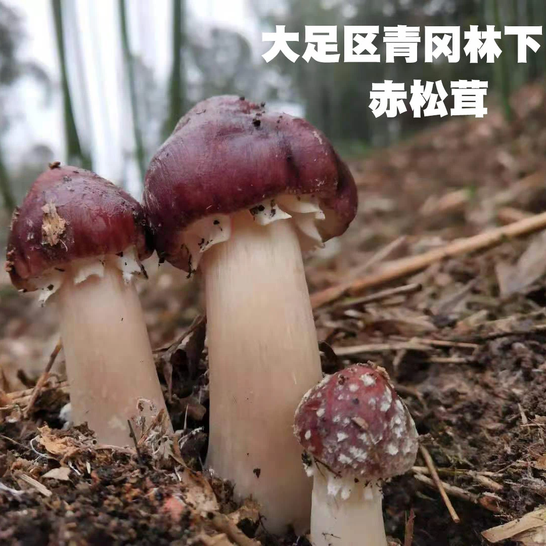 青冈林下赤松茸仿野生种植大球盖菇姬松茸煲汤现采现发松茸菇新鲜