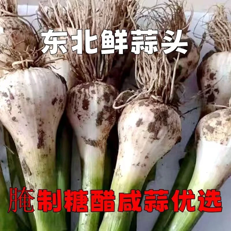 东北新鲜青蒜50头