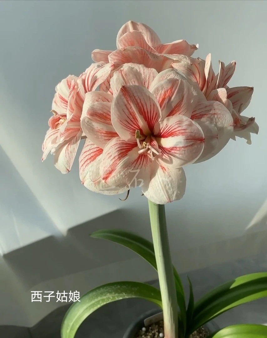朱顶红—辰父朱西子姑娘1-1.3cm带盆土发货，包对版，不包后期养护