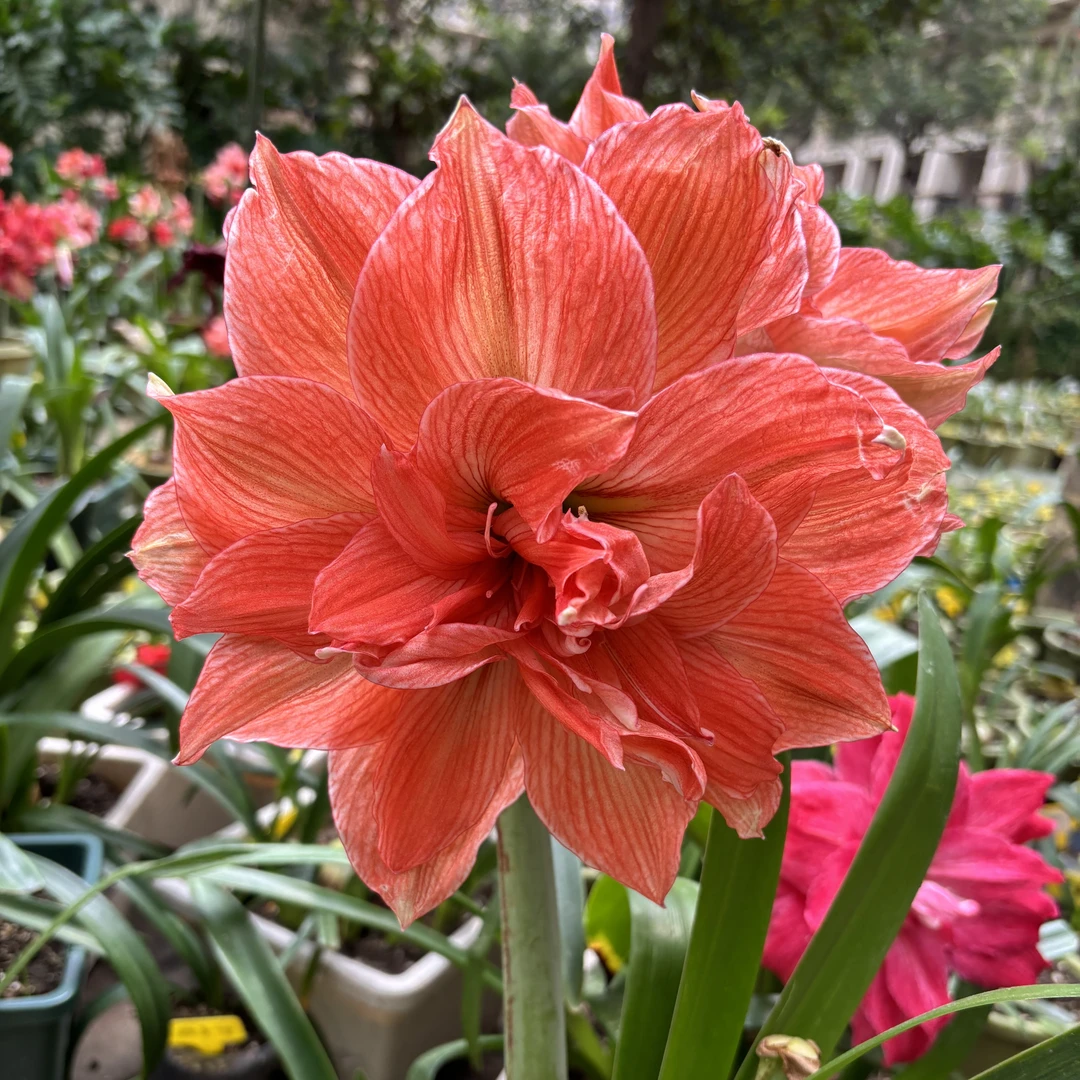 朱顶红-坨坨朱和散货组合，包对版，不包后期养护.