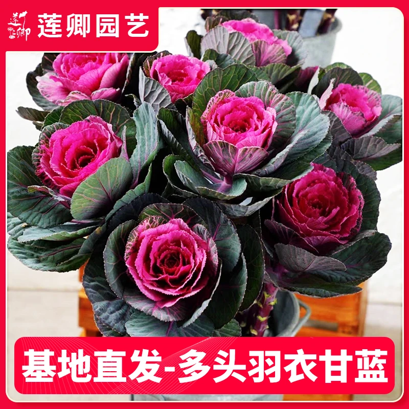 【多头羽衣甘蓝】新手推荐阳台庭院园林观赏植物耐寒盆栽可使用抗寒