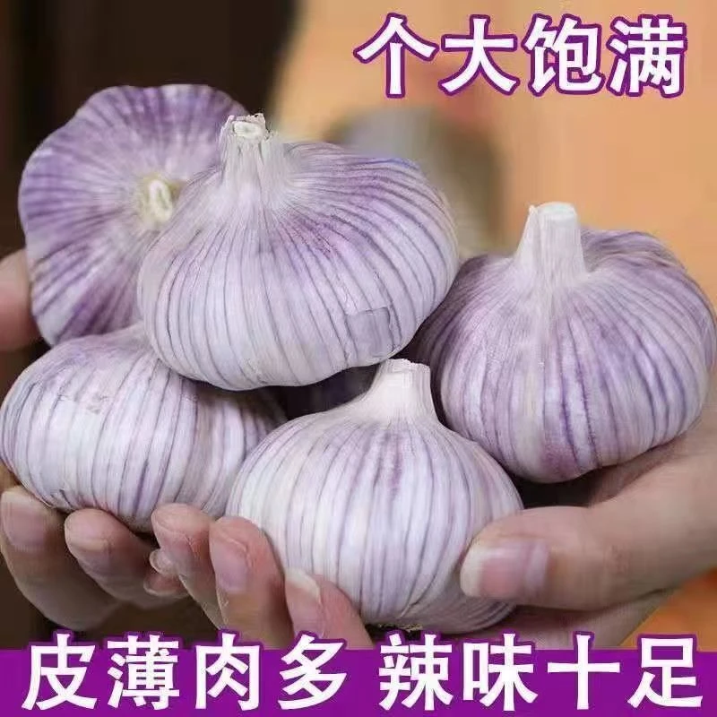 【亏本甩卖】山东金乡大蒜农家自种干蒜头大蒜头大蒜紫皮大蒜种植