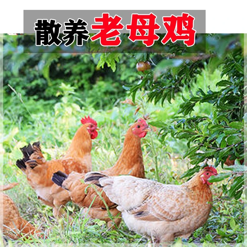 油松基地散养老母鸡2只净重5.5斤顺丰冷链包邮新鲜现杀大山间里面