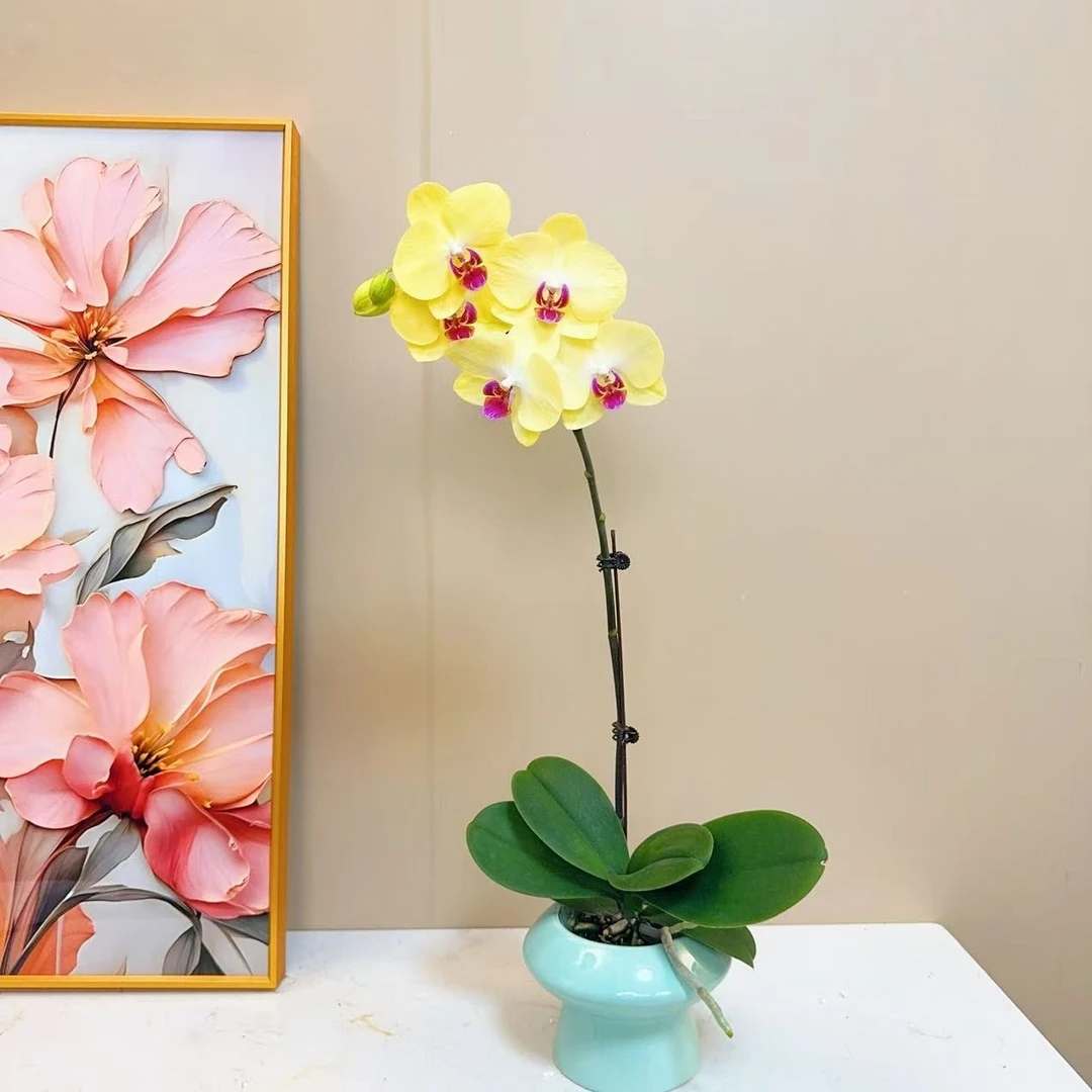 【黛玉】精品 蝴蝶兰