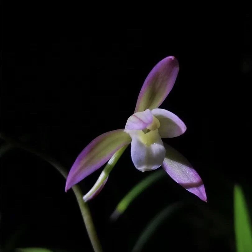 建兰名品【荷塘月色】 2苗 6月份开花终身包对版假一赔十放心购买