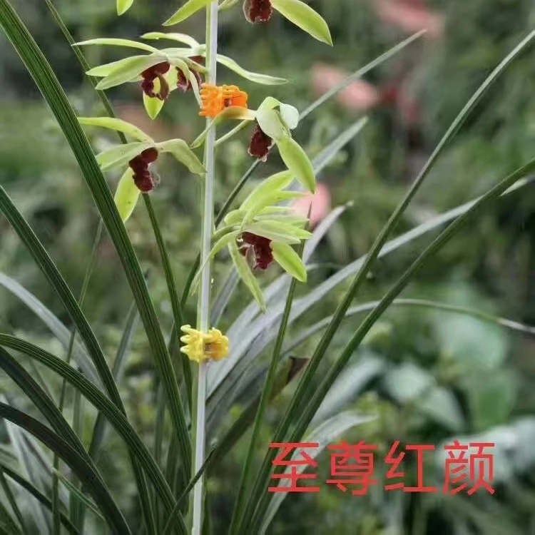 蕙兰名品高端红素【至尊红颜】终身包对版 假一赔十放心购买