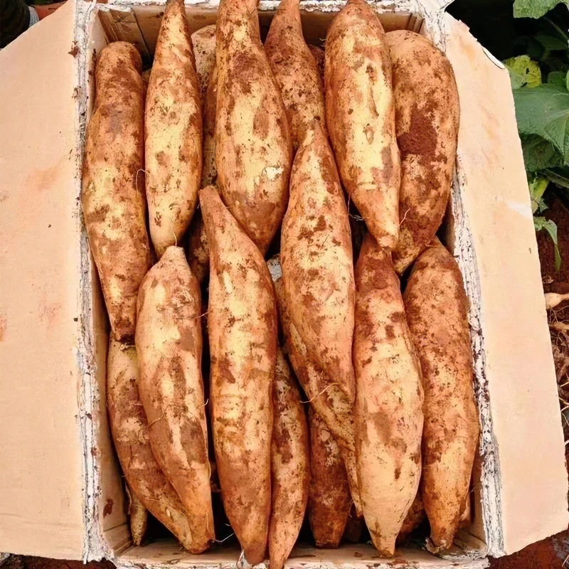 天山雪莲果云南特产新鲜水果应当季现挖3/5/9斤脆嫩美味香甜脆爽