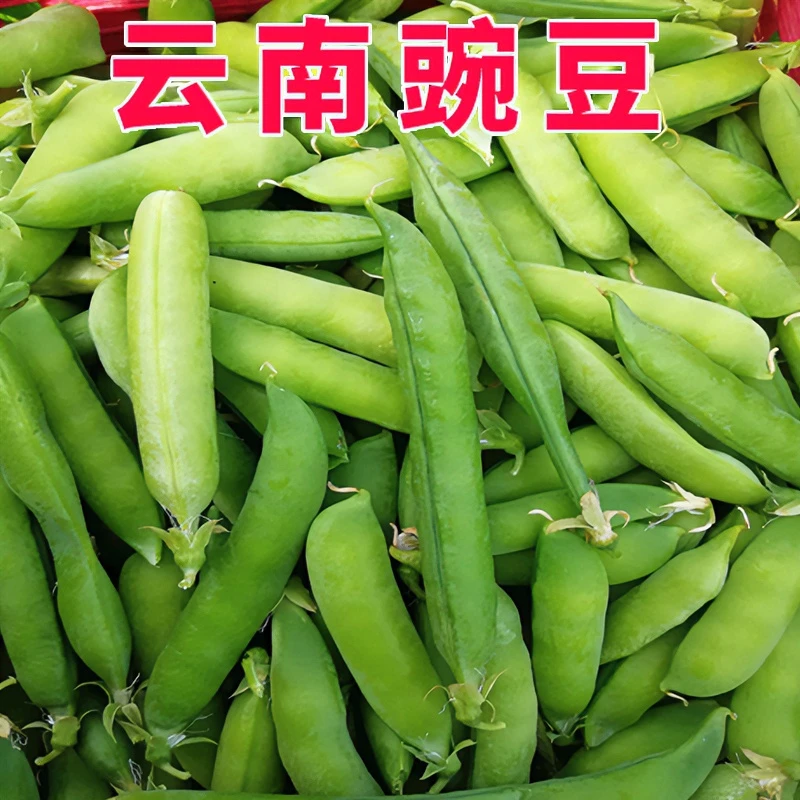 云南豌豆新鲜青豌豆荚带壳嫩甜豌豆应季蔬菜1-5斤批发包邮一整箱