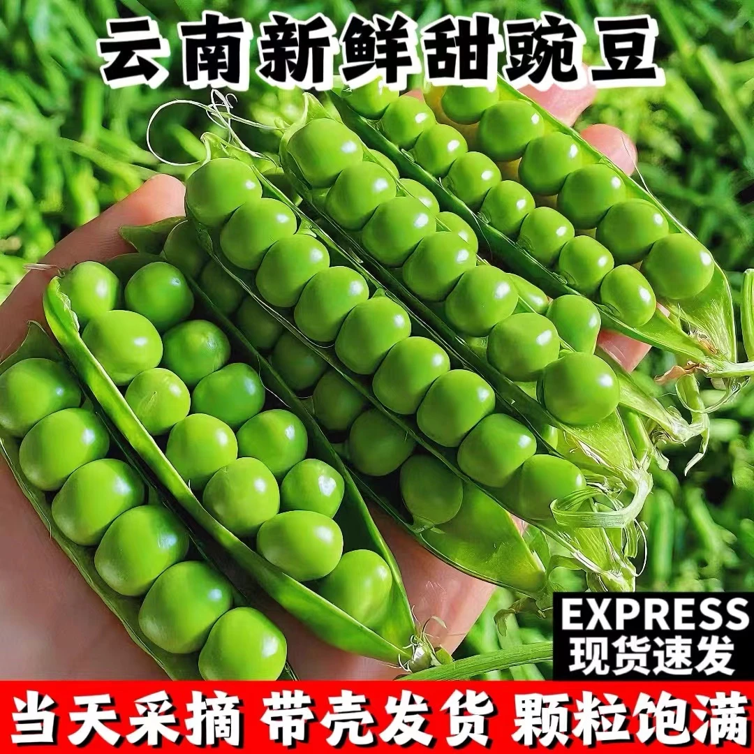 豌豆新鲜云南带壳青豆角脆甜水果豌豆荚现摘现发蔬菜1-5斤露天