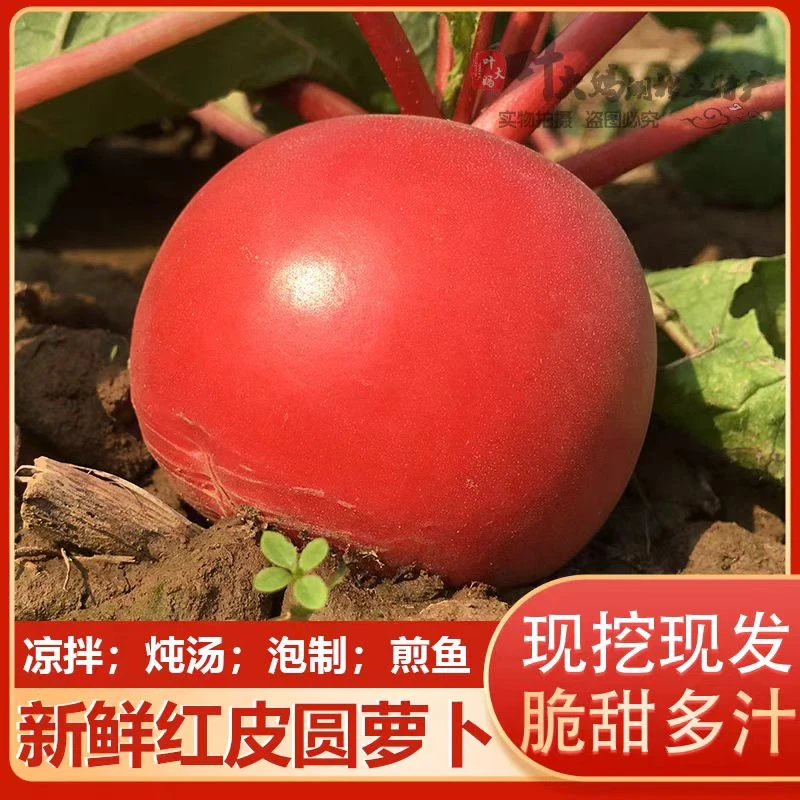 【现挖现发】湖北红皮白心萝卜腌制新鲜萝卜产地直发红皮白肉萝卜