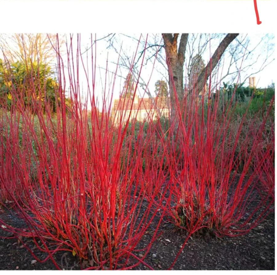 红瑞木观枝彩色灌木耐寒花园庭院阳台盆栽苗四季赏灌木懒人