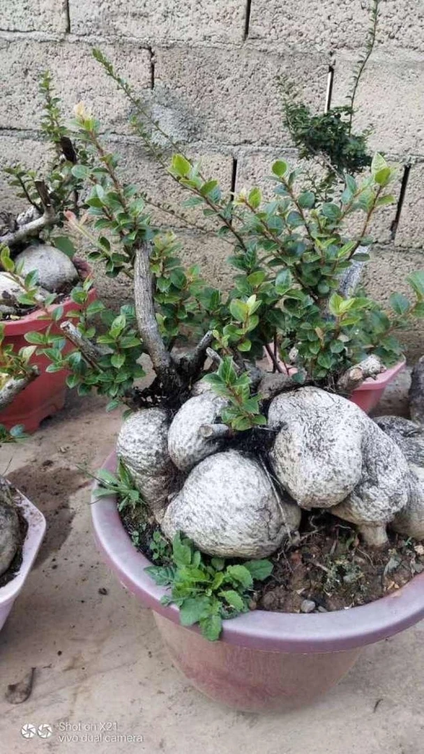 云南网红植物盆景