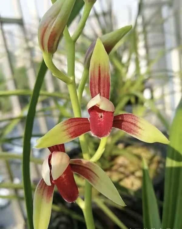 建兰大国魂（前垄苗）精品兰花草鸭血越南球妹繁花兰花盆栽兰草vs