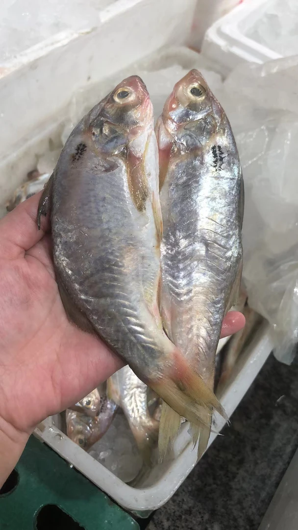 野生午笋鱼5斤顺丰到家